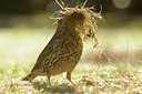 BUITEN BEELD Foto: 119302