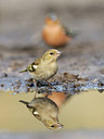 BUITEN BEELD Foto: 119397