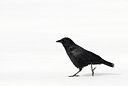 BUITEN BEELD Foto: 119444
