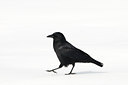 BUITEN BEELD Foto: 119446