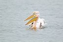 BUITEN BEELD Foto: 119469