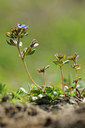 BUITEN BEELD Foto: 119488