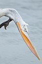 BUITEN BEELD Foto: 119557
