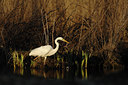 BUITEN BEELD Foto: 119568