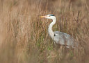 BUITEN BEELD Foto: 119608