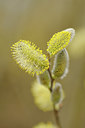 BUITEN BEELD Foto: 119638