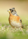 BUITEN BEELD Foto: 119718