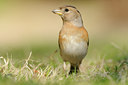 BUITEN BEELD Foto: 119725