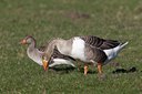 BUITEN BEELD Foto: 119760