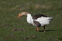 BUITEN BEELD Foto: 119764