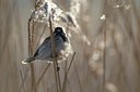 BUITEN BEELD Foto: 119788