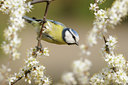 BUITEN BEELD Foto: 119875