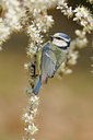 BUITEN BEELD Foto: 119876