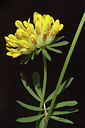 BUITEN BEELD Foto: 119878