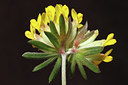 BUITEN BEELD Foto: 119880