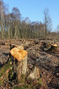 BUITEN BEELD Foto: 119952