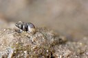 BUITEN BEELD Foto: 120240