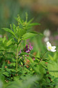 BUITEN BEELD Foto: 120519