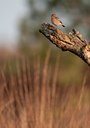 BUITEN BEELD Foto: 120592