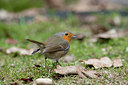 BUITEN BEELD Foto: 120844