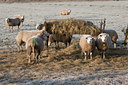 BUITEN BEELD Foto: 120869