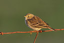 BUITEN BEELD Foto: 121046