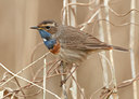 BUITEN BEELD Foto: 121162