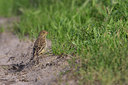 BUITEN BEELD Foto: 121405