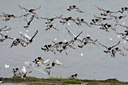 BUITEN BEELD Foto: 121407
