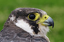 BUITEN BEELD Foto: 121409