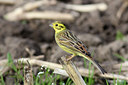 BUITEN BEELD Foto: 121414