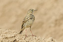 BUITEN BEELD Foto: 121884