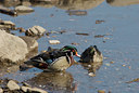 BUITEN BEELD Foto: 121910