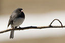 BUITEN BEELD Foto: 121921