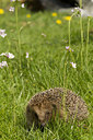 BUITEN BEELD Foto: 121928