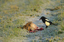 BUITEN BEELD Foto: 121962