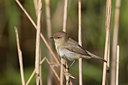 BUITEN BEELD Foto: 122117