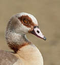 BUITEN BEELD Foto: 122334