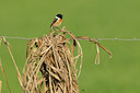 BUITEN BEELD Foto: 122484