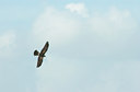 BUITEN BEELD Foto: 122514