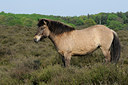 BUITEN BEELD Foto: 122518