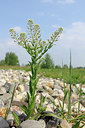 BUITEN BEELD Foto: 122768