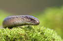 BUITEN BEELD Foto: 122799