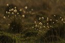 BUITEN BEELD Foto: 123036