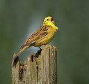 BUITEN BEELD Foto: 123057