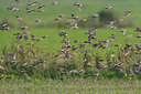 BUITEN BEELD Foto: 123282