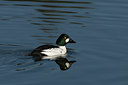 BUITEN BEELD Foto: 123319