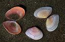 BUITEN BEELD Foto: 123420