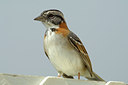 BUITEN BEELD Foto: 123491