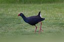 BUITEN BEELD Foto: 123554